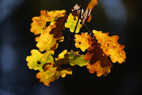 autumn leaves on the tree