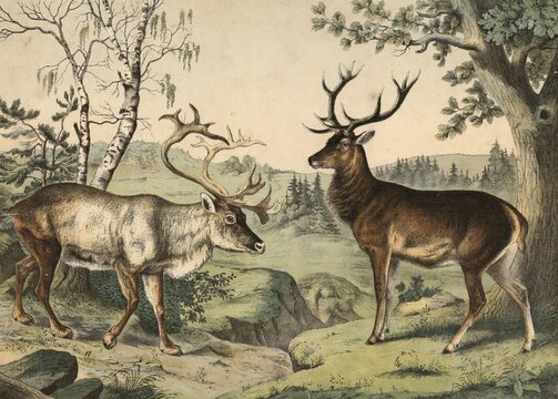 Animals: reindeer, Tarandus rangifer, noble deer, Cervus elaphus, school painting, authentic reproduction of a school mural, around 1900, exact date unknown, historical