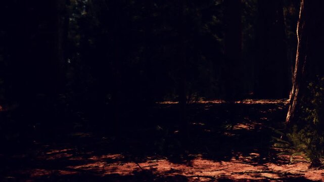 A forest path with trees on both sides is seen during the early morning. Sunlight breaks through the leaves, casting shadows on the ground. The area is quiet and still.