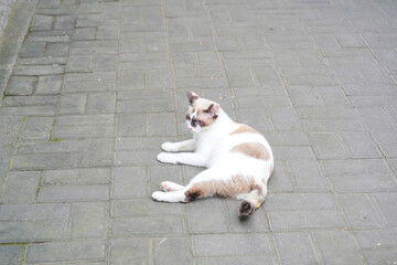 Charming white and brown stray cat with striking blue eyes resting comfortably on paved stone ground outdoors. © Alvi Prasetya
