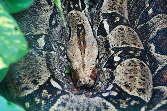Python Snake Skin Patterns and Scales Close Up Wildlife Reptile