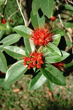 Red Penda (Xanthostemon youngii)