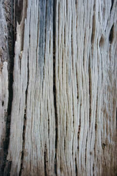 Weathered tree trunk background/texture