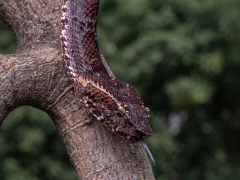 The flat-nosed pit viper (Craspedocephalus puniceus, formerly Trimeresurus puniceus), also called the ashy pit viper, is a highly venomous snake native to Southeast Asia, most within Indonesia.