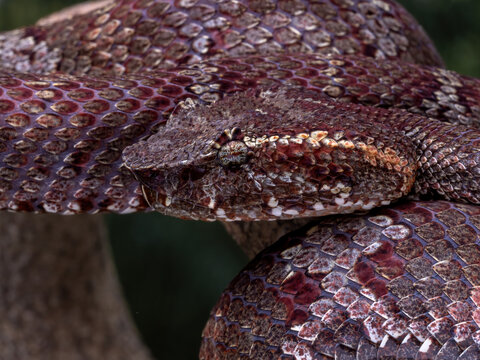 The flat-nosed pit viper (Craspedocephalus puniceus, formerly Trimeresurus puniceus), also called the ashy pit viper, is a highly venomous snake native to Southeast Asia, most within Indonesia.