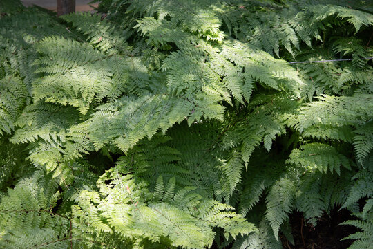 the wall is covered in ferns