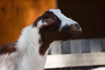this is a side view of a goat © susan flashman
