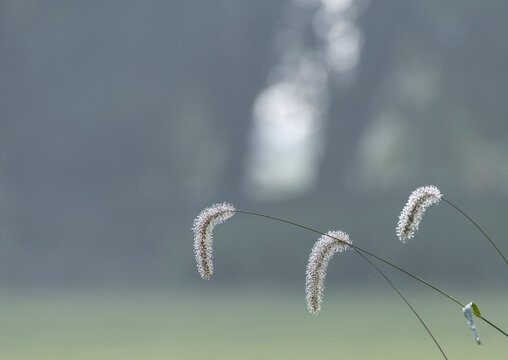 Three Backlit Foxtail Grass Seed Heads Against a Soft Blurred Background