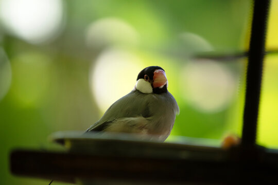 the java sparrow is perched on a feeding bowl