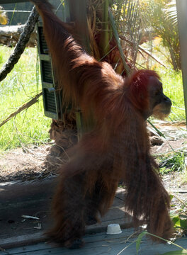 the orangutan is standing up