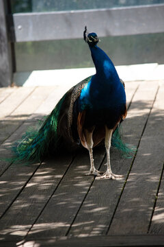 the peacocks tail is flowing behind him