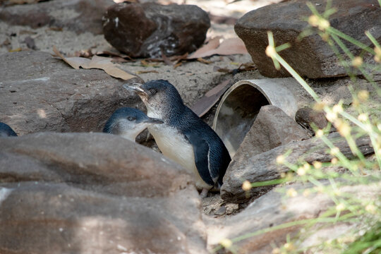 the penguins are leaving their burrow