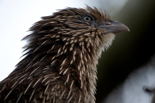 this is a close up of a pheasant Coucal