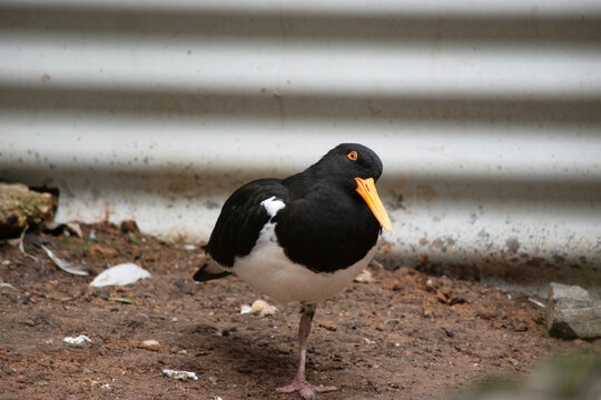 the pied oystercatcher is standing on one leg
