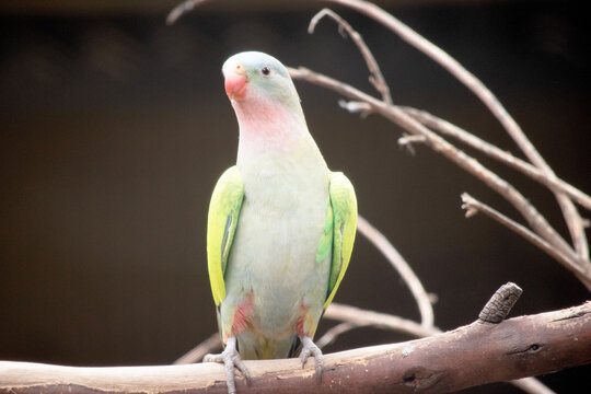 the princess Alexandras parrot is perched on a branch