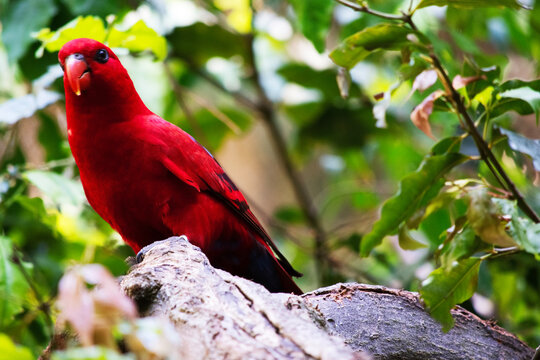 the red lory is perched in a tree