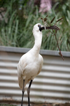 the royal spoonbill is biting a twig