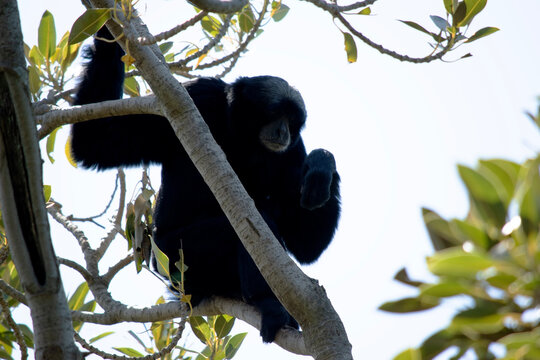 the siamang monkey is in a tree