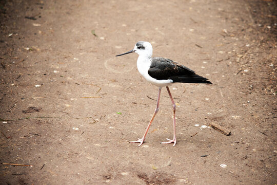The black winged stilt is walking on dirt