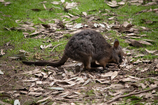 this is a side view of a tammar wallaby