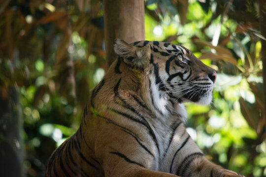 this is a close up of a tiger