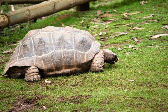 the aldabra tortoise is eating the grass