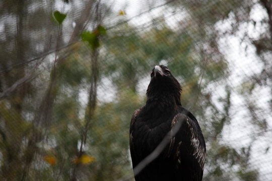 The Wedge-tailed Eagle is perched on a branch