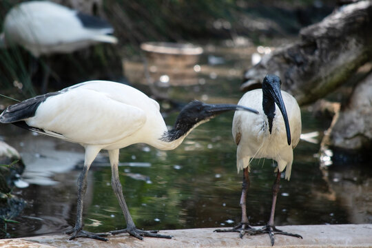 the young white ibis is interacting with its mother