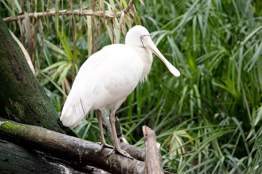 the yellow spoonbill is perched on a branch