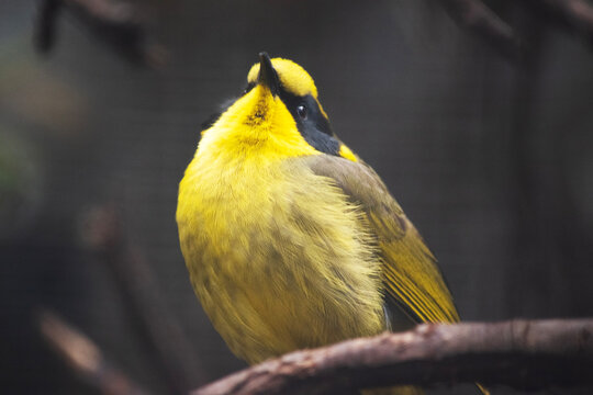 this is a close up of a yellow tufted honeyeater