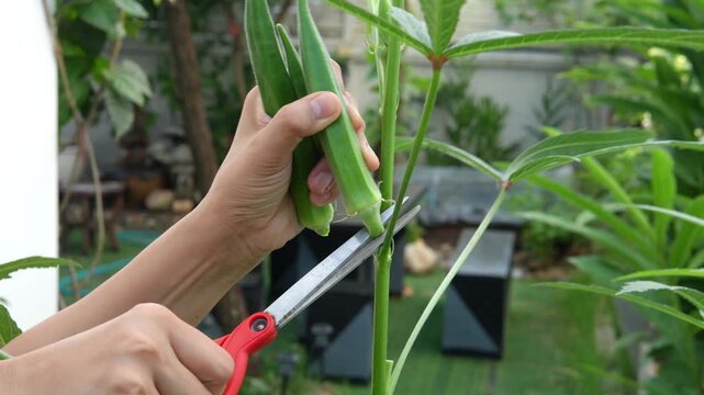 Using handheld shears to harvest okra from plants in the garden for use in cooking