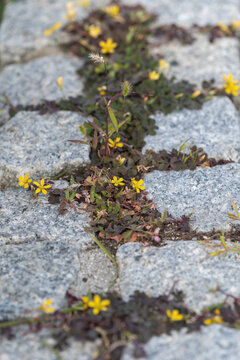 Small yellow oxalis flowers and foxtail grass growing courageously between stone paving for nature ecology concept and environmental background with copy space