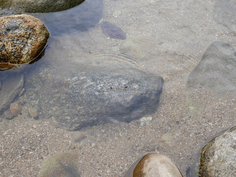 Crystal clear stream water flowing gently over smooth granite rocks and pebbles on the riverbed, creating natural ripples and reflections.