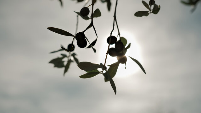 Silhouette of olive branches with ripe olives against a bright sunlit sky