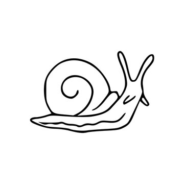 cute hand drawn black and white outline sketch of a small garden snail