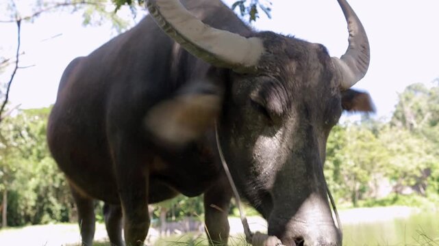 Water buffalo eating fresh green grass in a natural field