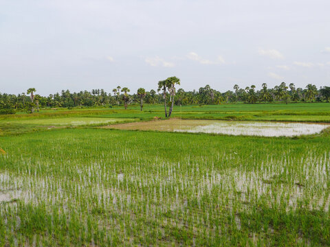 Scenic view of lush green rice paddies and flooded fields interspersed with palm trees under a bright sky, representing agriculture and rural countryside landscape.