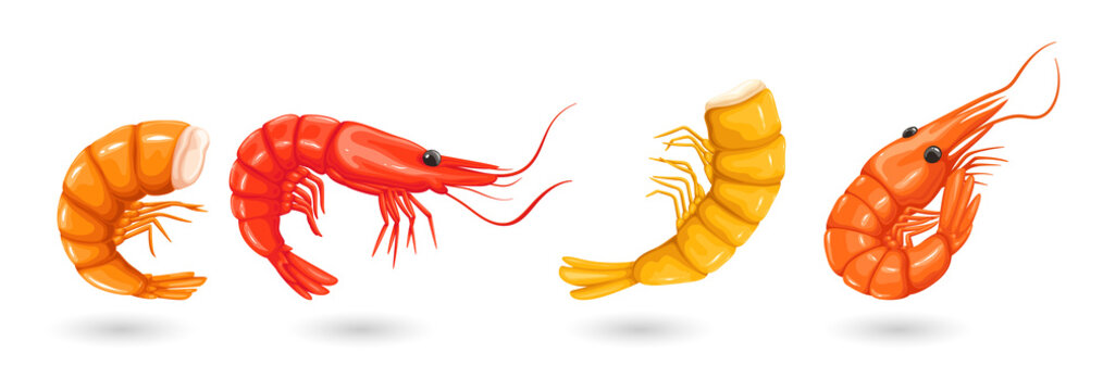 Collection of fresh orange and red cooked shrimp isolated on a simple background transparent background