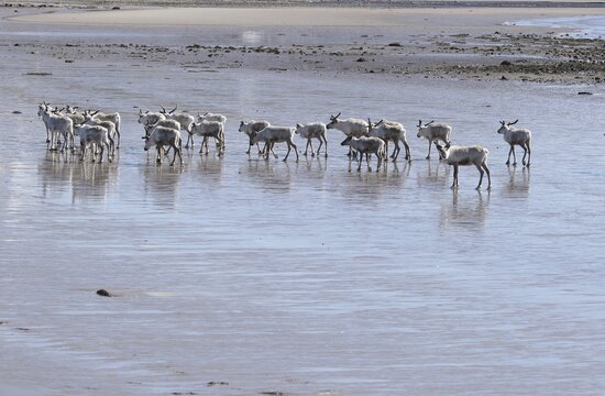 Reindeer (Rangifer tarandus) at low tide on the beach of the Barents Sea, Northern Norway, Lapland, Norway, Scandinavia