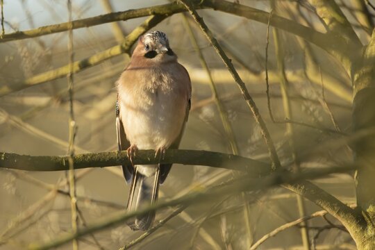 Eurasian jay (Garrulus glandarius) adult bird on a tree branch, Suffolk, England, United Kingdom