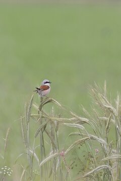 Red-backed shrike (Lanius collurio) on triticale ears (Triticum aestivum x Secale cereale), Lake Neusiedl, Burgenland, Austria