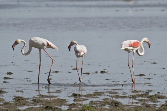 Greater flamingos (Phoenicopterus roseus), Coto de Donana, Andalucia, Spain