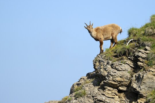 Alpine Ibex (Capra ibex), Bernese Oberland, Canton of Bern, Switzerland