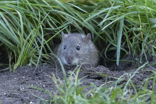 European brown rat (Rattus norvegicus) adult rodent animal emerging from its burrow hole, England, United Kingdom