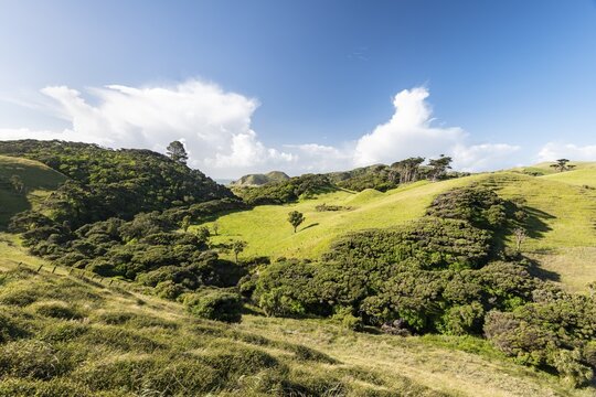 Rolling hills, sheep pastures, near Farewell Spit, Golden Bay, Southland, New Zealand