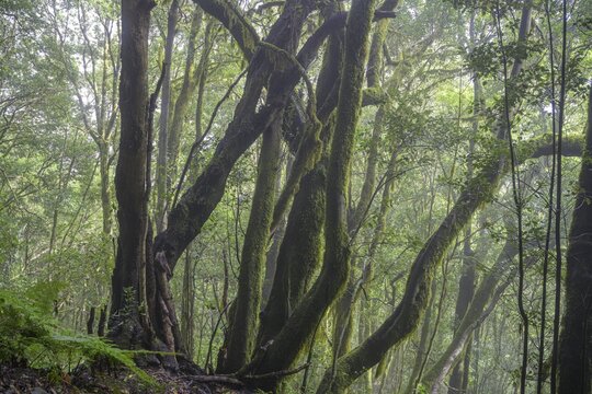 Laurel forest near El Cedro, Hermigua, La Gomera, Spain