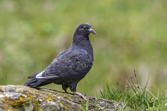 Wood pigeon (Columba palumbus), young bird in juvenile plumage, sitting on a stone, Pillberg, Pill, Tyrol, Austria