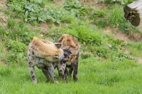 Two adult spotted hyenas (Crocuta crocuta), one male and one female, display courtship behavior