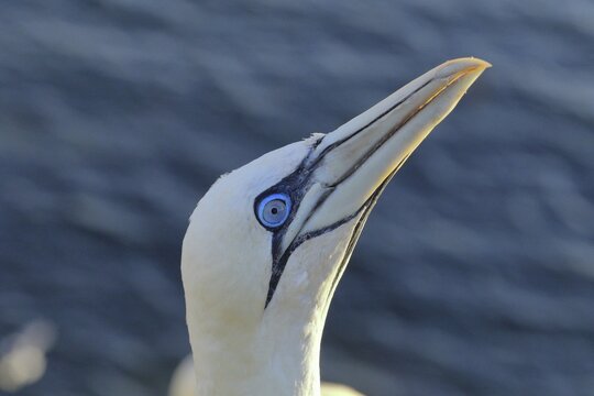 Northern gannet (Morus bassanus), animal portrait, side shot, Lummenfelsen, Helgoland Island, Germany