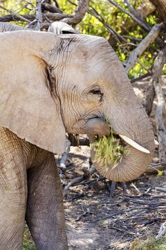 African forest elephant (Loxodonta cyclotis), Namibia